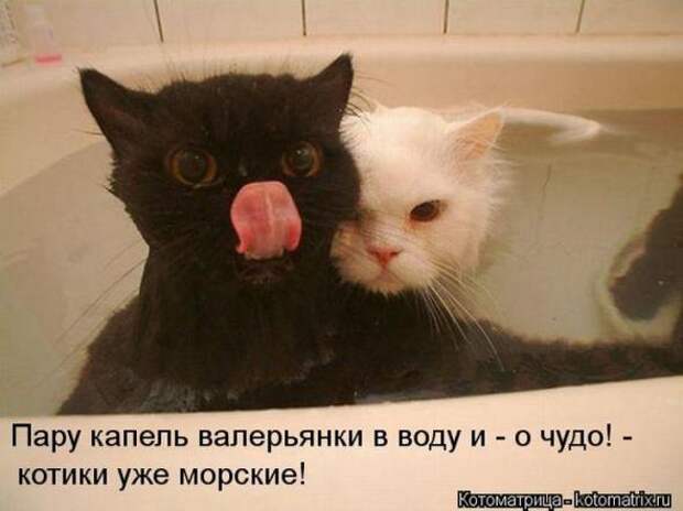 Котоматрицы(картинки с надписями)