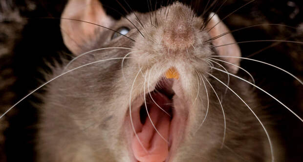 14946152887868 170215 warshaw rats tease sqbg3w