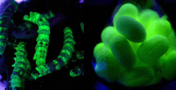 Магия живого света Магия живого света биолюминесценция, животные, насекомые, свет, свечение