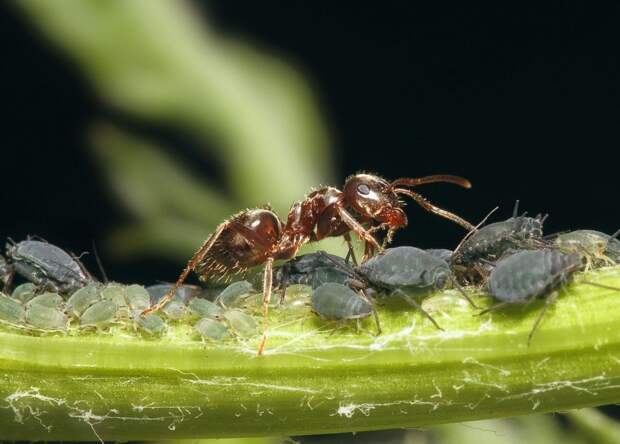 Всего1 ложка на ведро воды — и можно навсегда попрощаться с муравьями и тлей