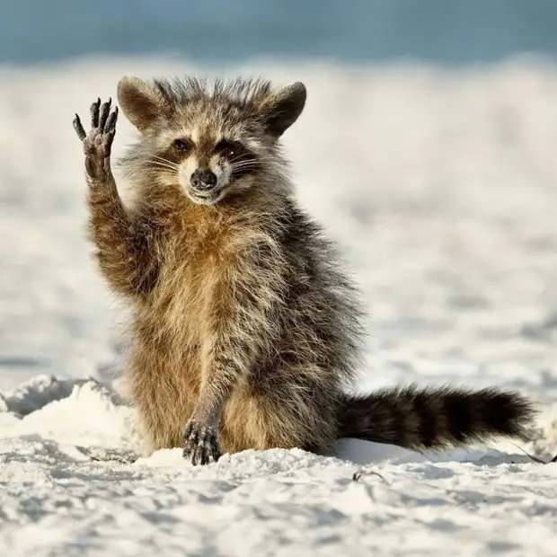 Самый позитивный конкурс по съемке животных Comedy Wildlife Photo Awards объявил победителей и финалистов 2022 года