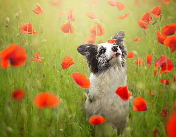 dogs_photo4