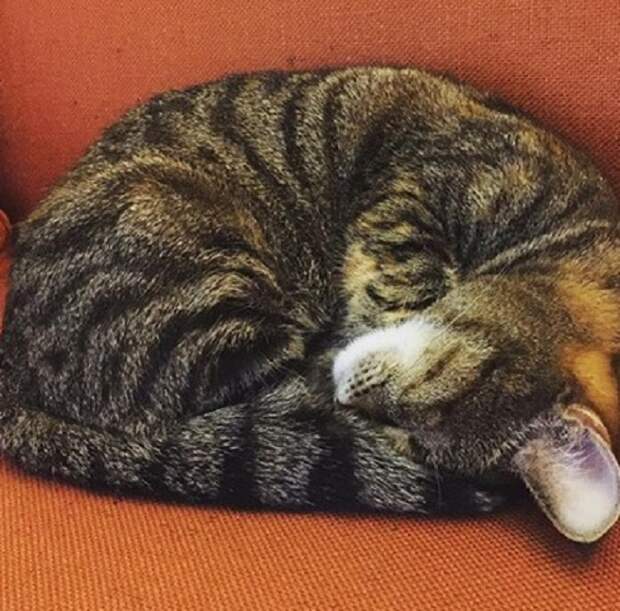Кошка лежит