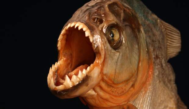 piranha baring teeth - attack brazil beach resort