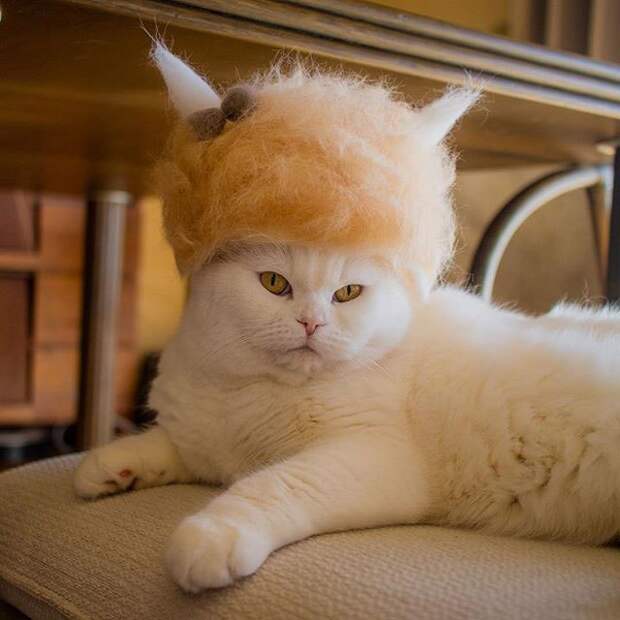11 милых фото котиков в крутых шапочках, которые хозяин делает из их шерсти