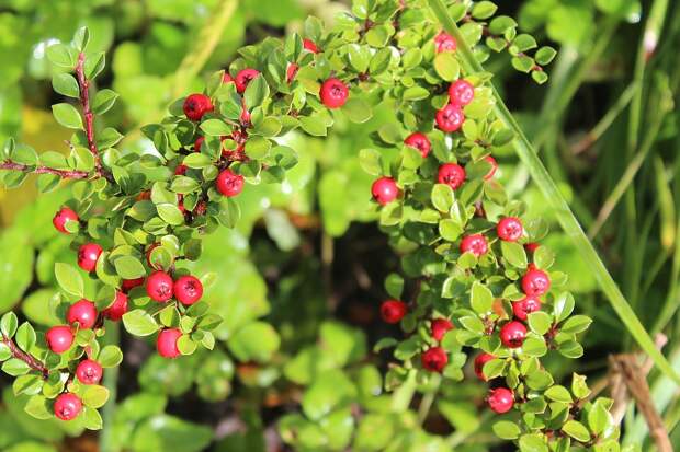 cotoneaster-2824092_960_720 alt