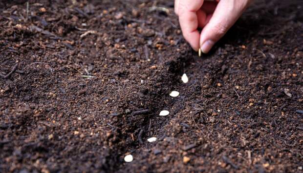 С начала 2024 года в Удмуртии выявили продажу более 650 наименований незарегистрированных семян