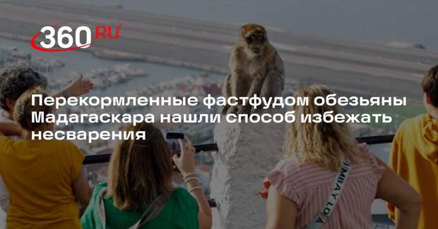 Обезьяны Мадагаскара начали есть землю из-за несварения после фастфуда