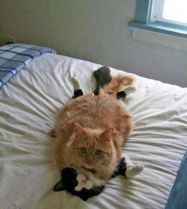 Котики