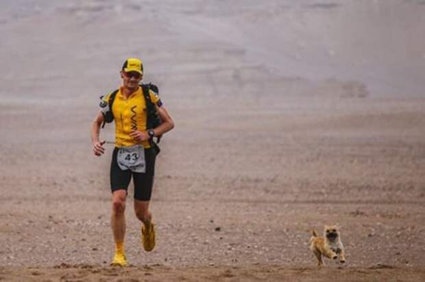 Этот пес пробежал 100 км и показал всему миру, что такое настоящая верность.