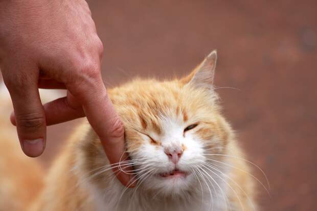 О чём говорит отношение к котам