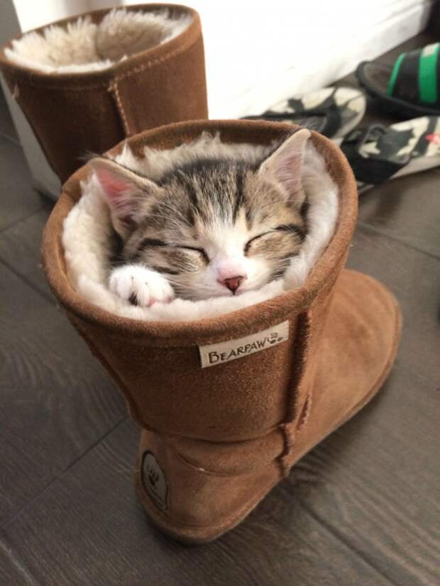 Коты, постигшие искусство сон-фу коты, спят