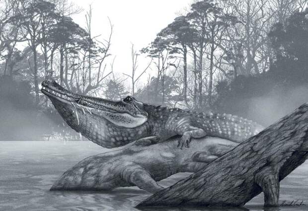 Моуразух (лат. Mourasuchus) — крокодил из реки До Моура