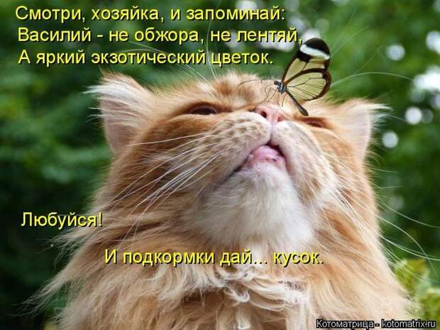 Котоматрицы
