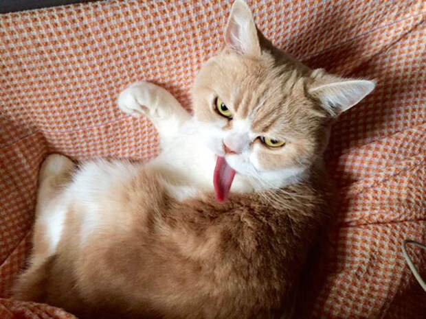 Без кота и жизнь не та