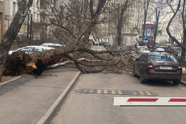 Сильный ветер в Москве сохранится до конца дня, порывы достигают 19 м/с