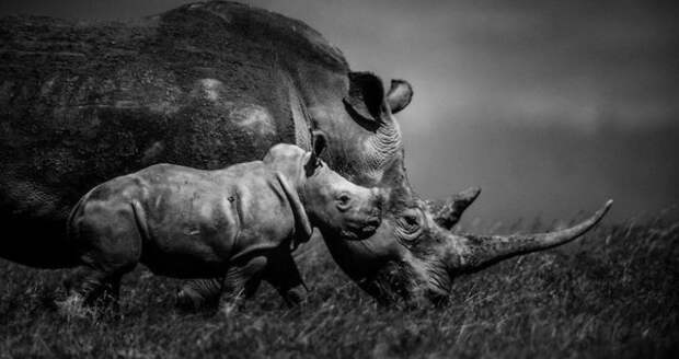 черно белые фотографии африканской дикой природы (13)