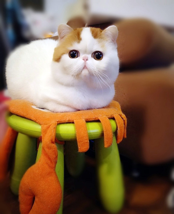 Кот Снупи - звезда интернета. Фото