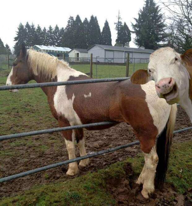 У этой коровы не самое приличное чувство юмора веселые картинки, животные, испортили снимок, непрошеные гости, смешно, третий не лишний, уникальные кадры, фото