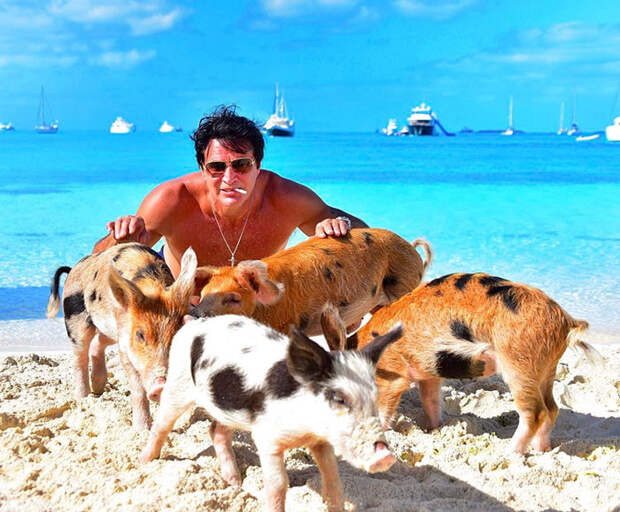 Туристы на Багамах отравили местных плавающих свиней алкоголем багамы, гибель животных, плавающие свиньи, туристы