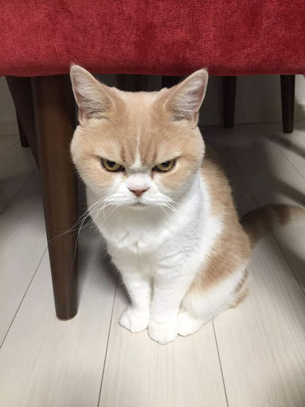 Без кота и жизнь не та