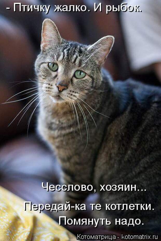 Котоматрицы (картинки с надписями)