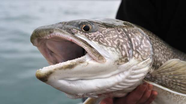 world record lake trout