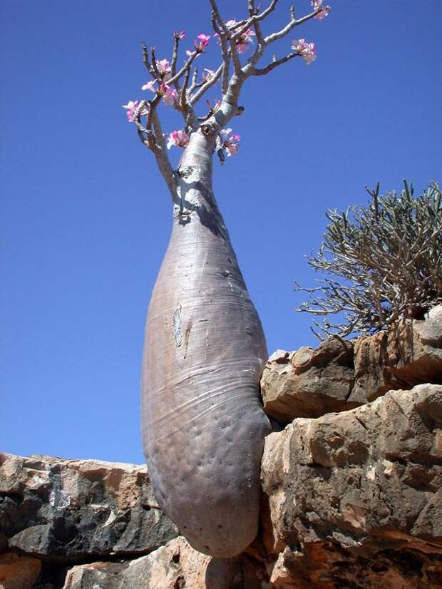Удивительный остров Сокотра Socotra06 Удивительный остров Сокотра