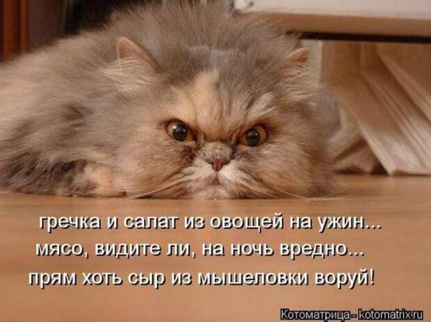 Котоматрицы(картинки с надписями)