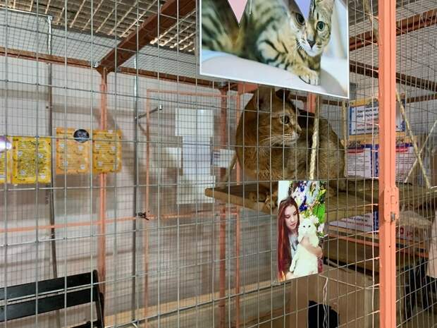 В Твери мошенники обманом заполучили кошек для выставки