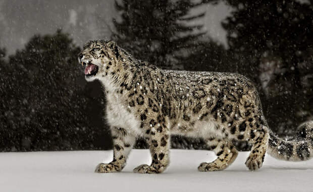 Прыжки в длину Ирбис Расстояние: 15,24 Снежный леопард, которого можно повстречать в горах Центральной Азии, встречается в природе очень редко. Зато любой из малочисленной популяции с легкостью превысит человеческий рекорд по прыжкам в два раза: средняя длина прыжка ирбиса превышает 15 метров.