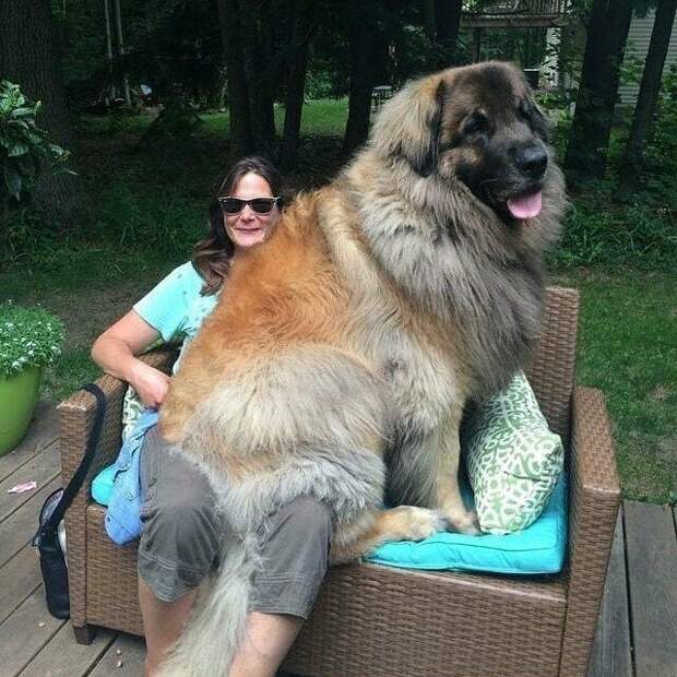 Думает, что еще щеночек