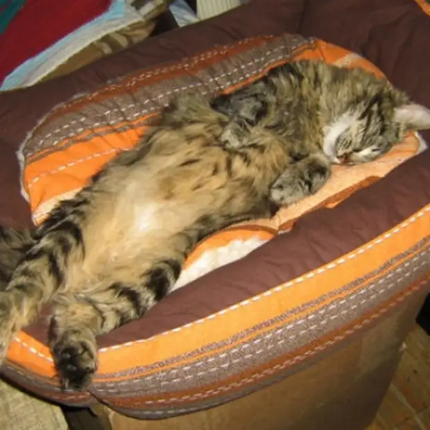 Почему коты постоянно спят. Котик тепленький животик. Дремлющие питомцы. Спят ли коты на спине.