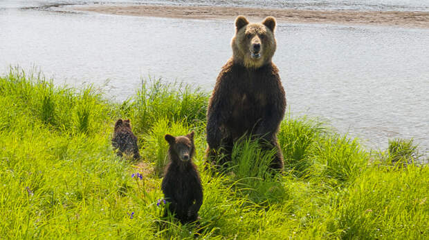 «Зверь опасный»: Путин о жизни на Камчатке среди медведей