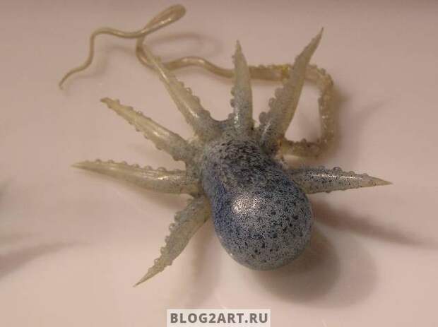 JellyFish010