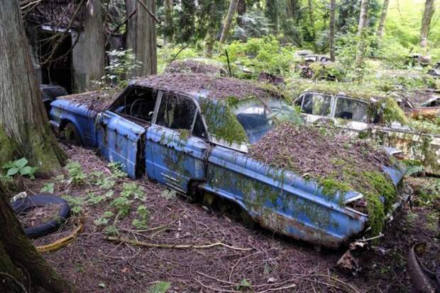 Автомобильное кладбище в лесу
