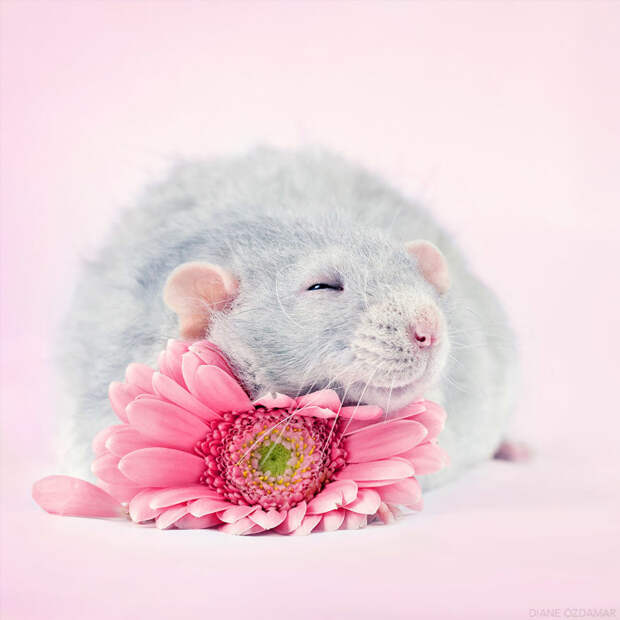 Ароматная подушка Оздамар, грызун, животные, крыса, портрет, проект, съемка, фото