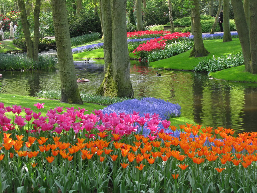 tulips29 Самые яркие тюльпаны со всего света
