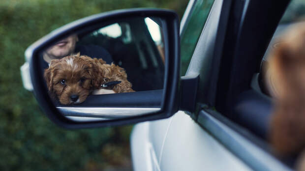 Кинолог Голубев рассказал, как отучить собаку бросаться на машины