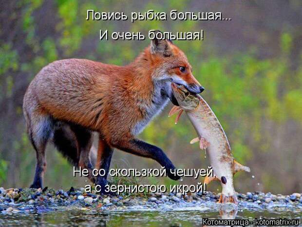 Лучшие котоматрицы недели (50 фото)