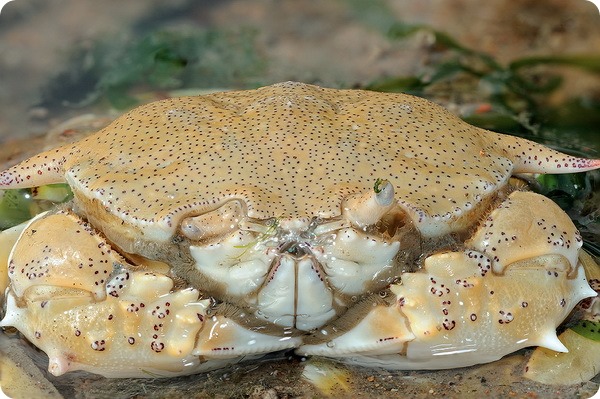 Лунные крабы Matutidae sp.