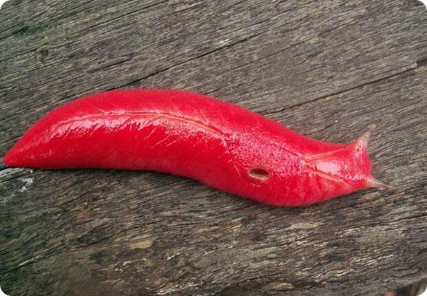 Розовый слизень Triboniophorus graeffei