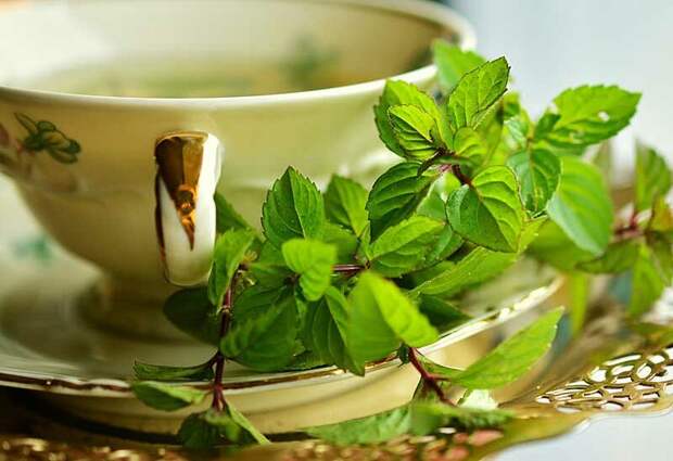 Готовим чай: ещё 5 полезных растений