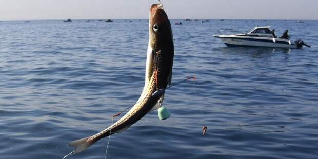 Президент поставил задачу увеличить потребление рыбы среди россиян