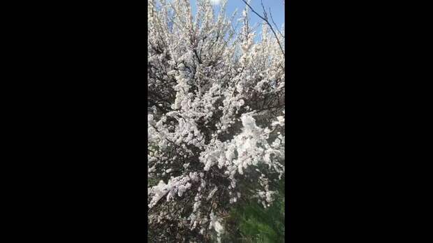 Video: VivaCut_video_1743772293396_HD.mp4