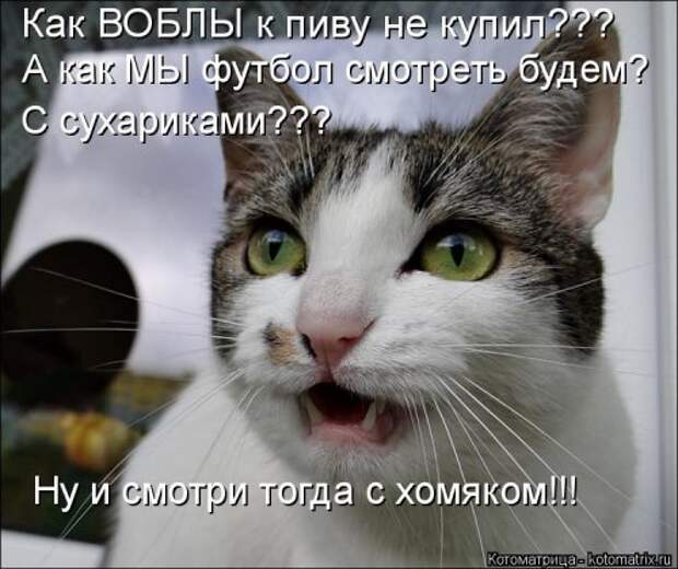 Лучшая котоматрица недели (32 фото)