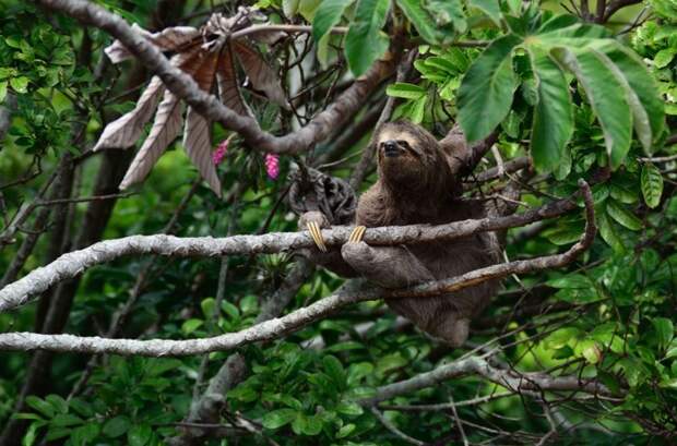 Ленивцы спускаются с деревьев раз в неделю, чтобы опорожнить свой кишечник на земле  животные, интересное, факты