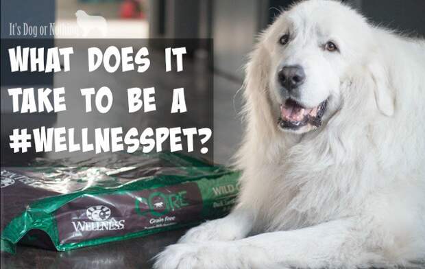 Is your dog a #WellnessPet? Here's how I tell if my Great Pyrenees are showing the 5 Signs of Wellness.
