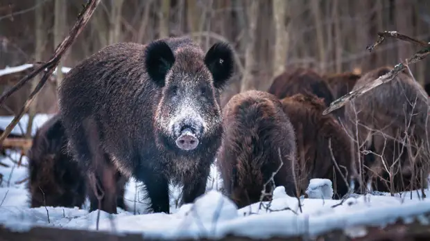 Зоолог Володин дал советы по защите от диких кабанов