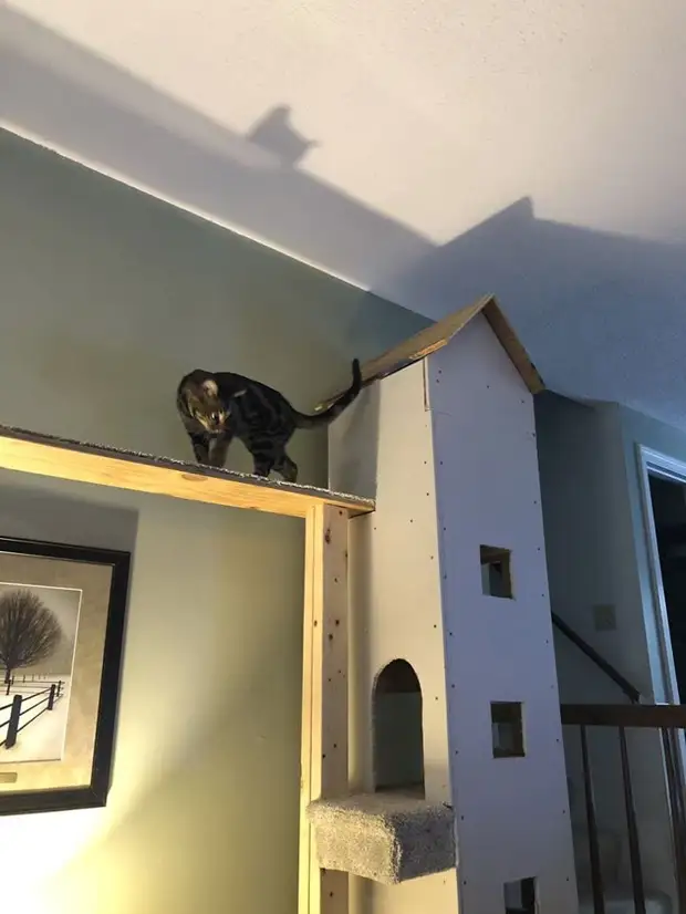 Мужчина решил построить домик своим котам, а получились настоящие особняки